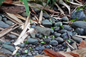 These diligent leaf cutter ants