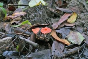 Orange fungus that looks like a little soup bowl