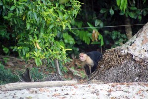 A spider monkey in transit