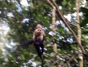 A parent and baby searching